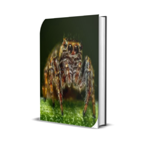 Spider Crazy Pro MT4